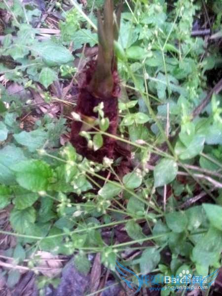 º¢×Ó¾õµÃѧϰÐÁ¿à·¢ÀÎɧÔõô°ì£¿