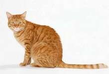 要想成功都有哪些禁忌