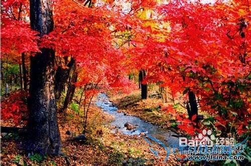 蛟河红叶谷游玩攻略