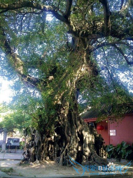 ÔÙ²»·è¿ñÎÒÃǾÍÀÏÁË£¬ÉÇÍ·ÄϰĵºÂÃÓÎ×߯ð