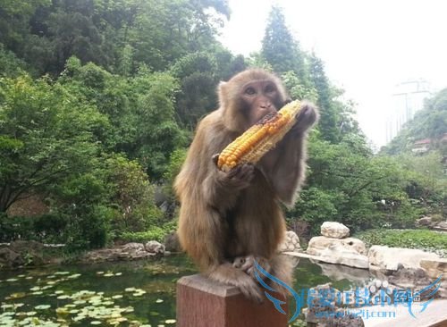 五一去哪儿玩之贵州三日游