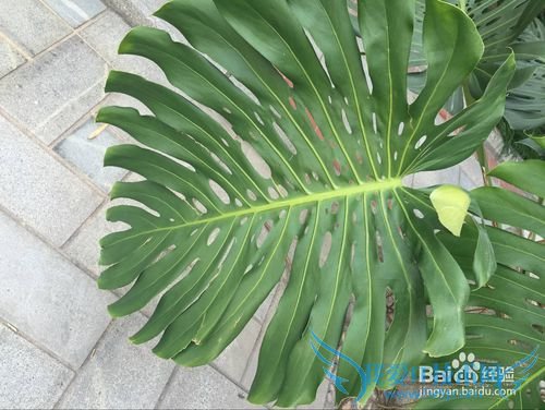 ¹ê±³ÖñµÄÑøÖ³¶¨ÂÉ