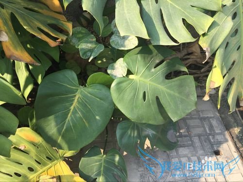 ¹ê±³ÖñµÄÑøÖ³¶¨ÂÉ