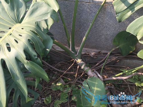 ¹ê±³ÖñµÄÑøÖ³¶¨ÂÉ