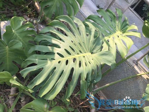 ¹ê±³ÖñµÄÑøÖ³¶¨ÂÉ