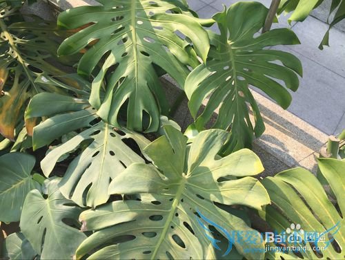 ¹ê±³ÖñµÄÑøÖ³¶¨ÂÉ