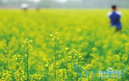 五一假期出游怎么安排