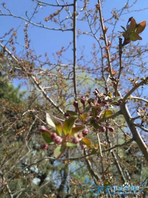 春季鼻子预防过敏小常识