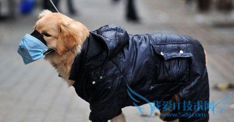 金毛犬的饲养方法