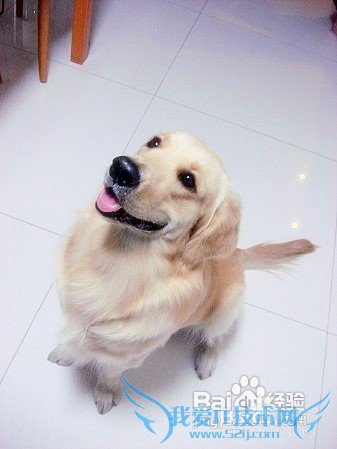 金毛犬的饲养方法