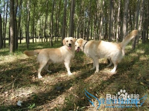 金毛犬的饲养方法