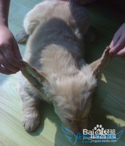 金毛犬的饲养方法