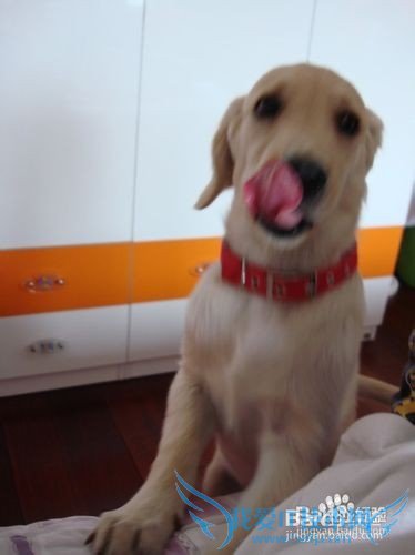 金毛犬的饲养方法