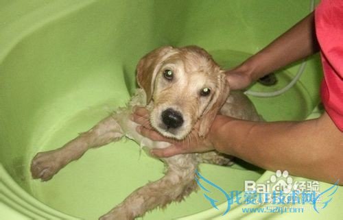 金毛犬的饲养方法