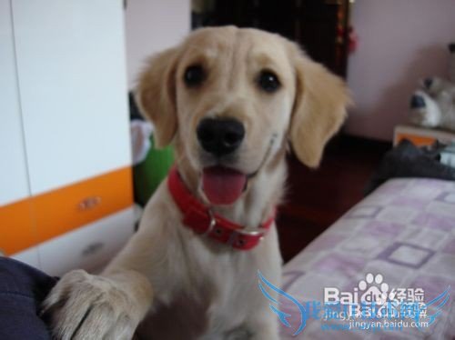 金毛犬的饲养方法