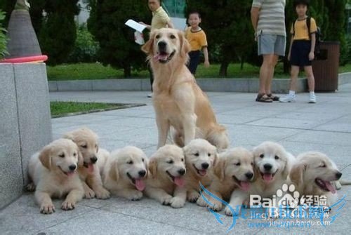 金毛犬的饲养方法