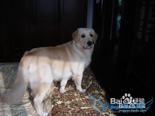 金毛犬的饲养方法