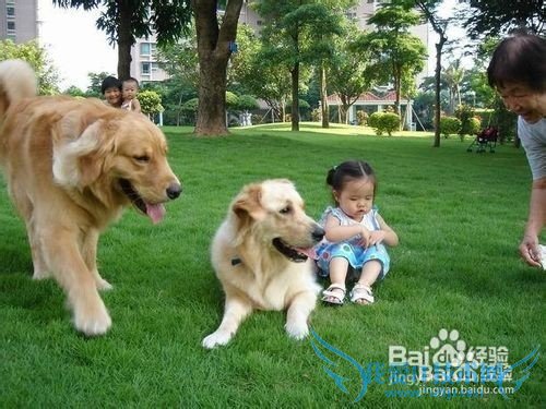 金毛犬的饲养方法