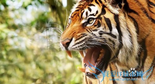 了解韩国的入门小知识