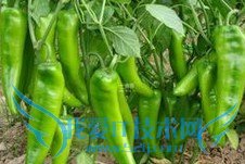 睡前不适宜吃的几种食物