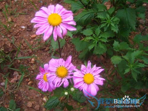 读书的好书---26