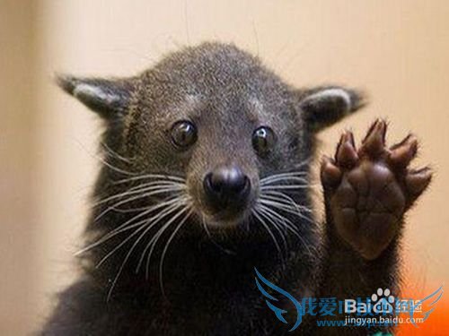 怎么与意大利人相处?