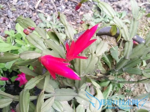 蟹爪兰要如何养护