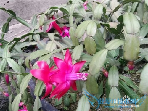 蟹爪兰要如何养护