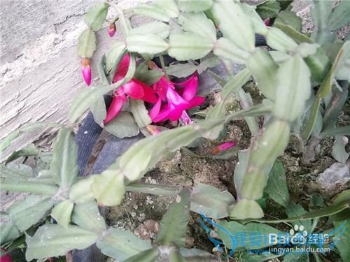 蟹爪兰要如何养护