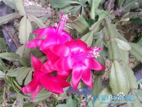 蟹爪兰要如何养护