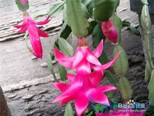 蟹爪兰要如何养护