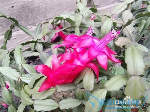 蟹爪兰要如何养护