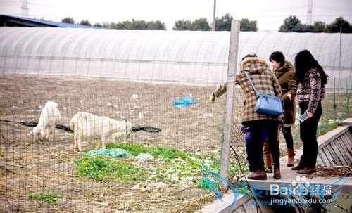 菲尼克斯庄园一日游攻略-愿岁月静好温柔相待