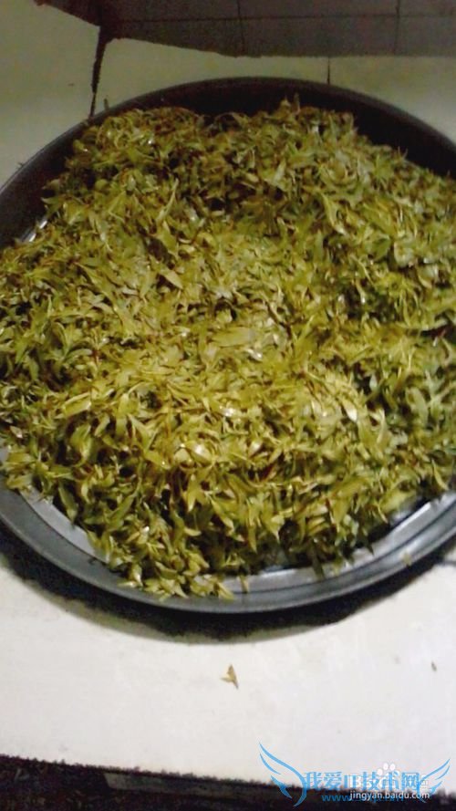 自制柳叶茶叶----清新天然绿茶