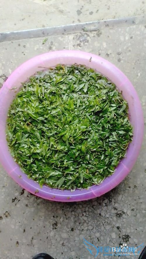 自制柳叶茶叶----清新天然绿茶