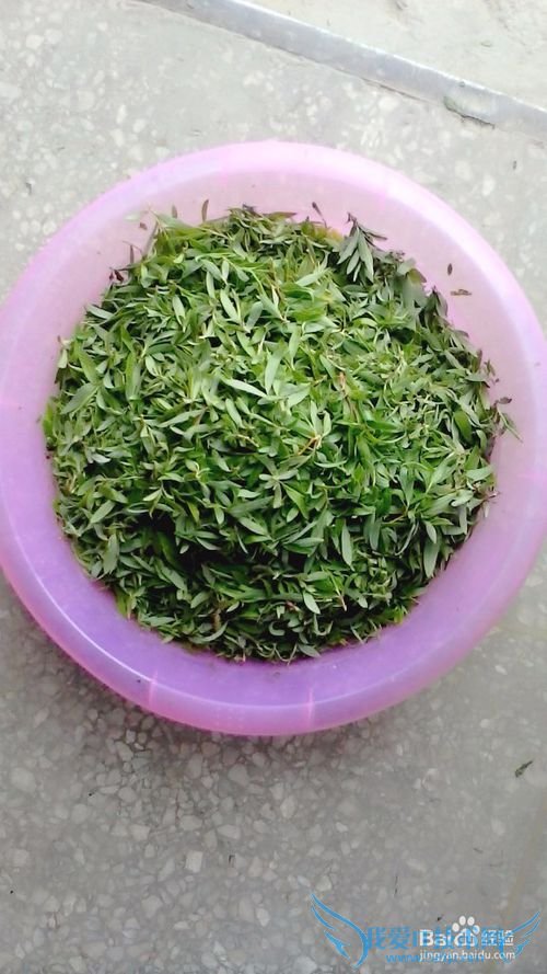 自制柳叶茶叶----清新天然绿茶