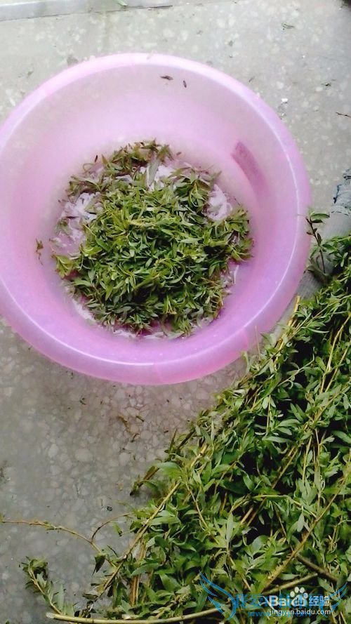 自制柳叶茶叶----清新天然绿茶