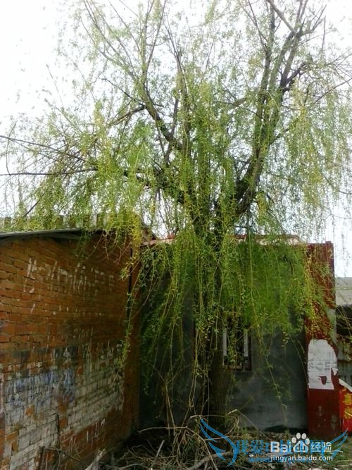 自制柳叶茶叶----清新天然绿茶