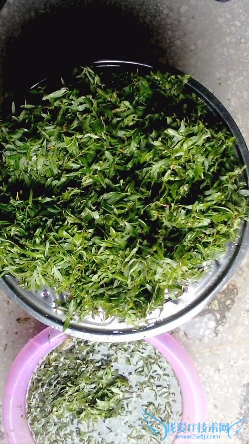 自制柳叶茶叶----清新天然绿茶