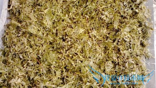 自制柳叶茶叶----清新天然绿茶