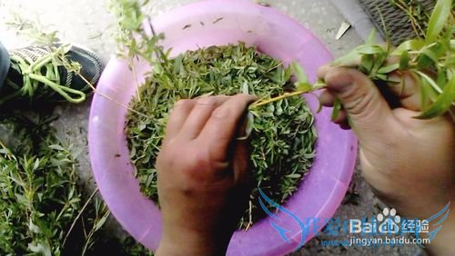 自制柳叶茶叶----清新天然绿茶