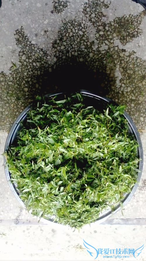 自制柳叶茶叶----清新天然绿茶