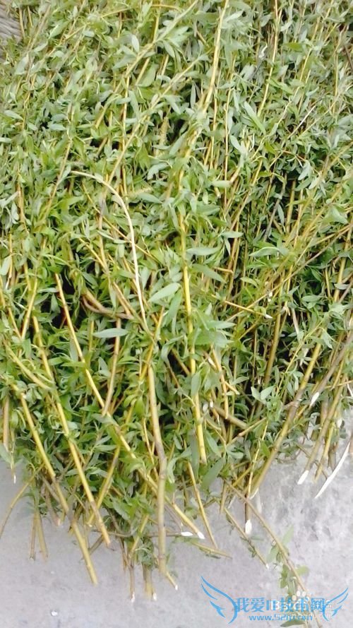 自制柳叶茶叶----清新天然绿茶