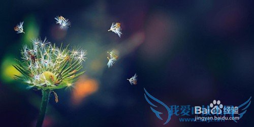 如何才能在网上一夜爆红