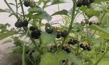 山里的那些野果野菜名