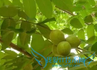 山里的那些野果野菜名