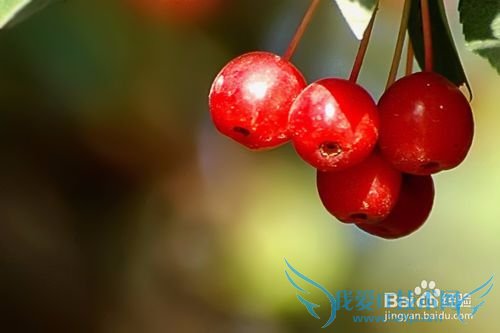 山里的那些野果野菜名