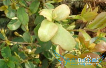 山里的那些野果野菜名