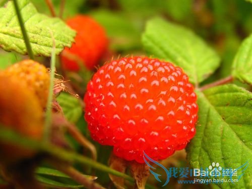 山里的那些野果野菜名