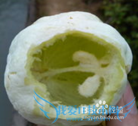 山里的那些野果野菜名